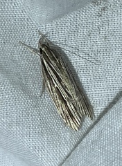 Leistarcha scitissimella