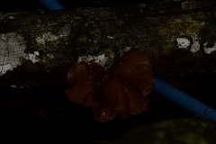 Auricularia fuscosuccinea