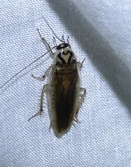 Johnrehnia solida