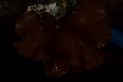 Auricularia fuscosuccinea