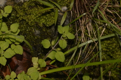 Lysimachia japonica