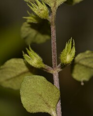 Lysimachia japonica