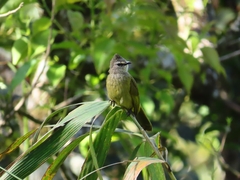 Pycnonotus flavescens