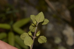 Lysimachia japonica