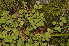 Lysimachia japonica