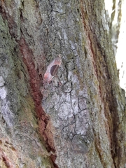 Hoplomorpha abalienella