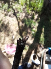 Hoplomorpha abalienella