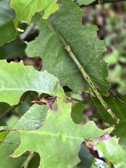 Candovia strumosa