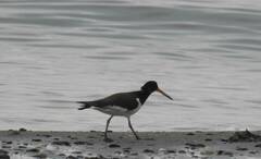 Haematopus ostralegus