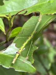 Candovia strumosa