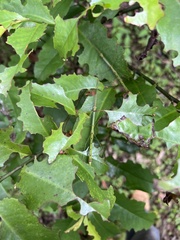 Candovia strumosa