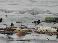 Haematopus ostralegus