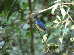 Cyornis whitei
