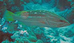 Anyperodon leucogrammicus