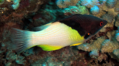Bodianus mesothorax