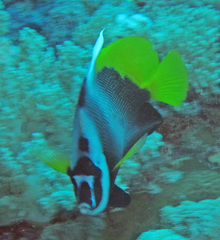Heniochus singularius