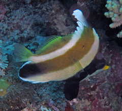 Heniochus chrysostomus