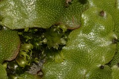 Rosulabryum