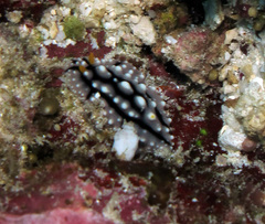Phyllidia elegans