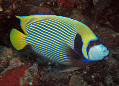 Pomacanthus imperator