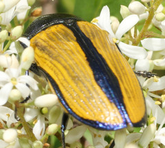 Temognatha suturalis