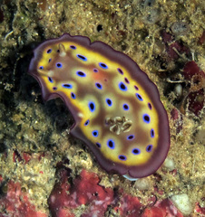 Goniobranchus kuniei