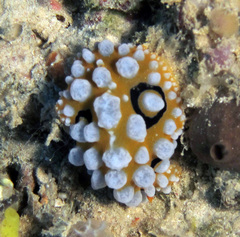 Phyllidia ocellata