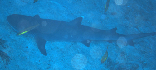 Whitetip reef shark
