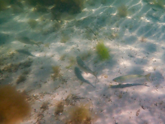 Aldrichetta forsteri