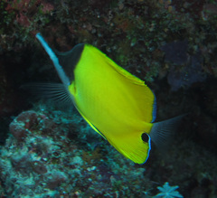 Forcipiger flavissimus