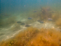 Pseudocaranx georgianus