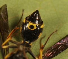 Eumenes coronatus