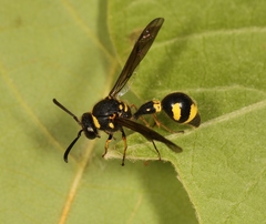 Eumenes coronatus