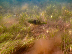 Notolabrus tetricus