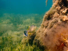 Meuschenia freycineti