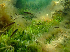 Trachinops caudimaculatus