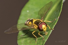 Allograpta calopus