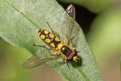 Allograpta calopus