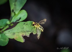Allograpta calopus