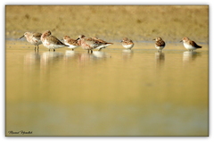 Calidris minuta