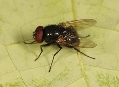 Hydrotaea ignava