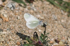 Leptidea duponcheli