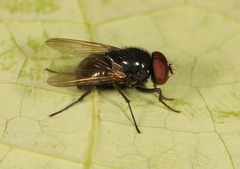 Hydrotaea ignava