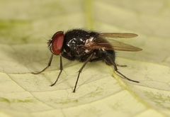 Hydrotaea ignava