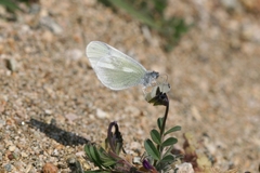 Leptidea duponcheli