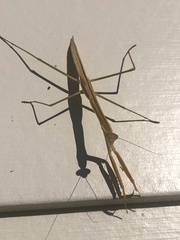 Tenodera australasiae