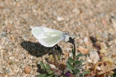 Leptidea duponcheli