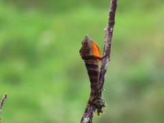 Anolis fraseri
