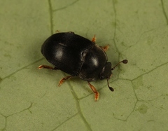 Meligethes flavimanus