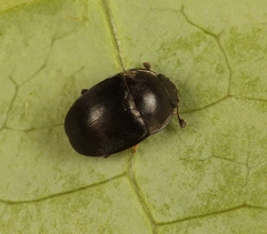 Meligethes flavimanus